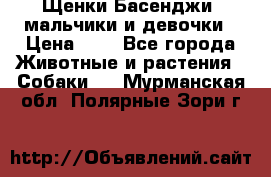 Щенки Басенджи ,мальчики и девочки › Цена ­ 1 - Все города Животные и растения » Собаки   . Мурманская обл.,Полярные Зори г.